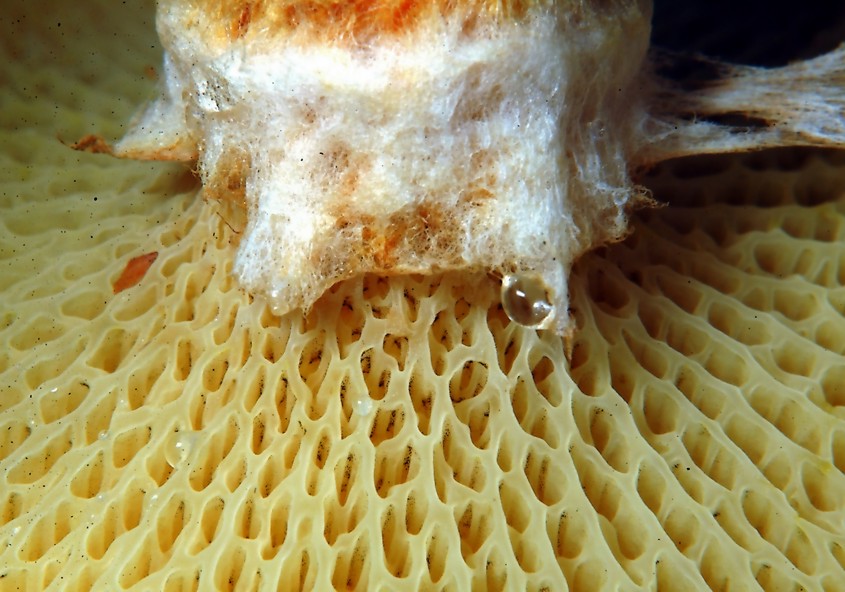 Boletinus cavipes